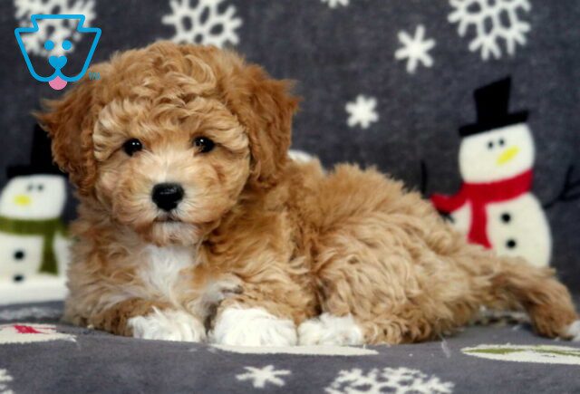 Babycakes Bichpoo image