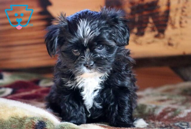 Bailey Yorkie Mix image