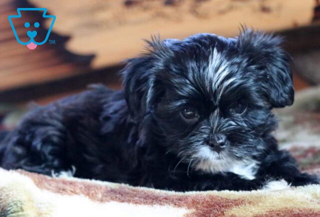 Bailey Yorkie Mix2 image