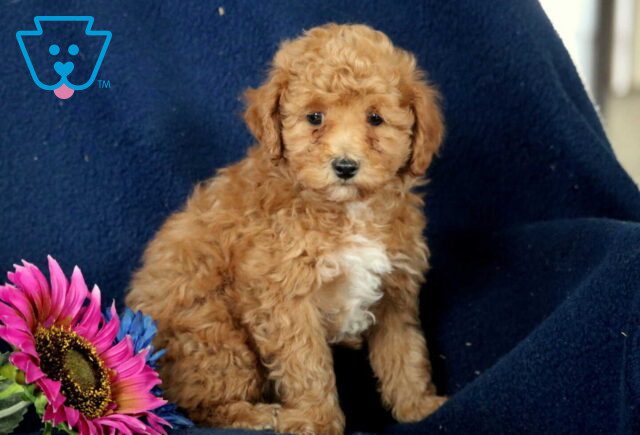 Bambi Mini Poodle2 image