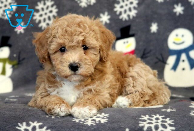 Bean Bichpoo2 image