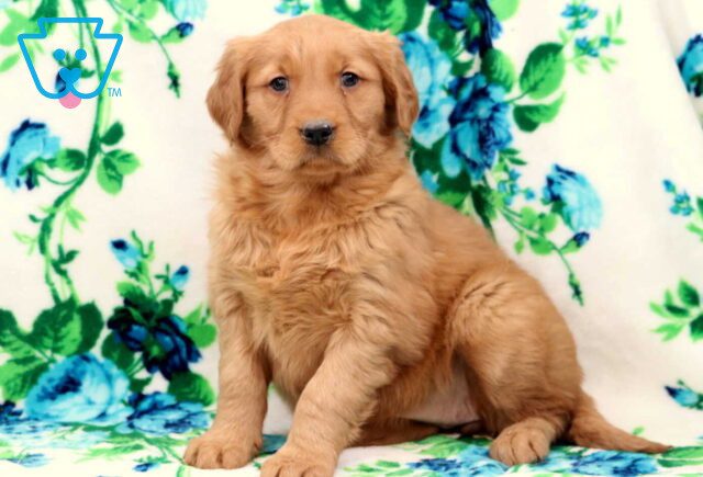 Bean Golden image