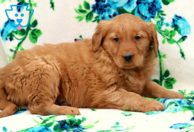 Bean Golden2 image