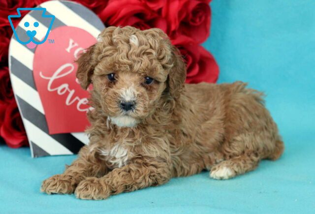 Bear Toy Poodle image