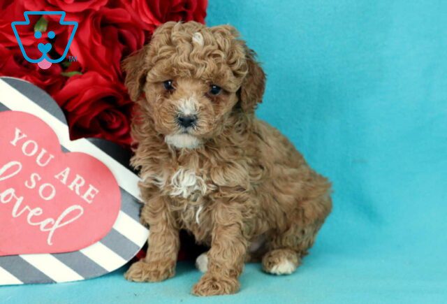 Bear Toy Poodle2 image