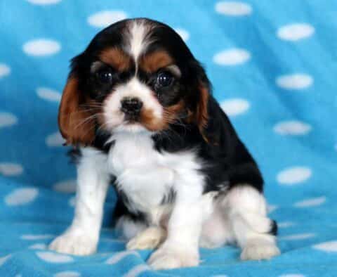 Benji Cavalier2