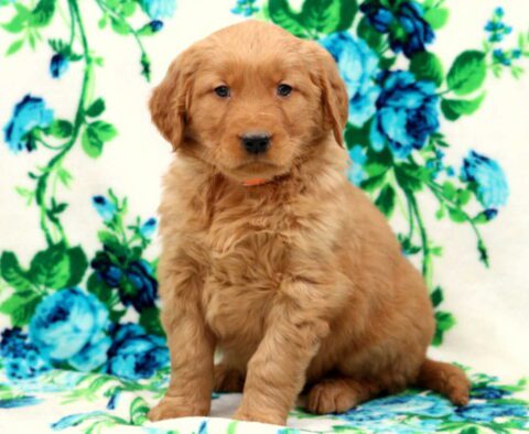 Bentley Golden