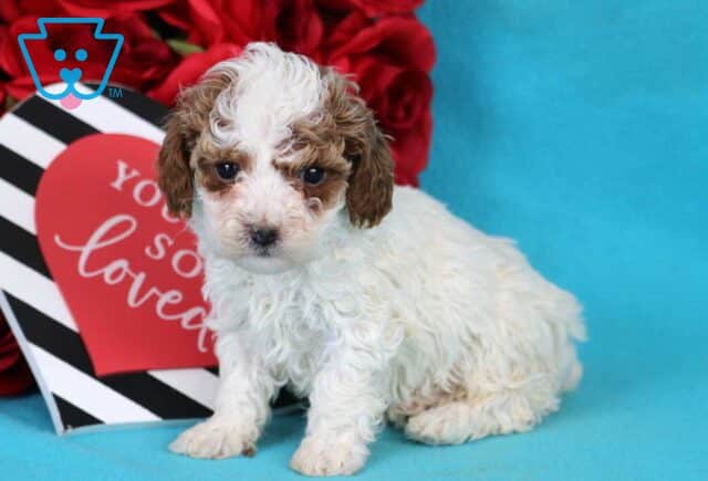 Bentley Toy Poodle image