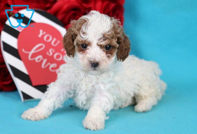 Bentley Toy Poodle2 image