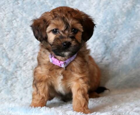 Bernard Maltipoo
