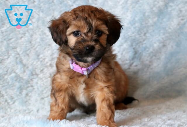 Bernard Maltipoo image