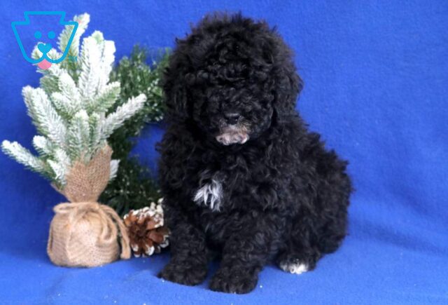 Bigsby Mini Bernedoodle image
