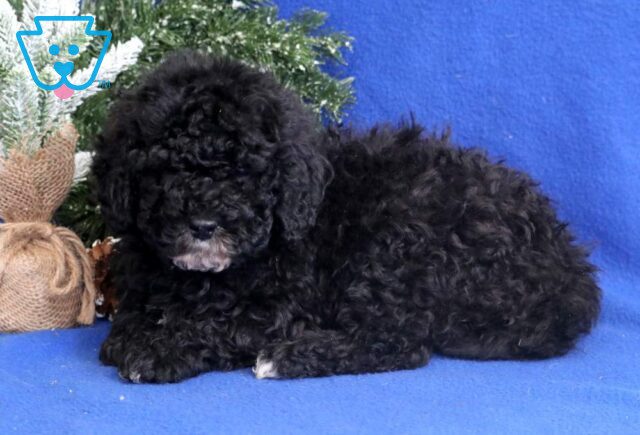 Bigsby Mini Bernedoodle2 image