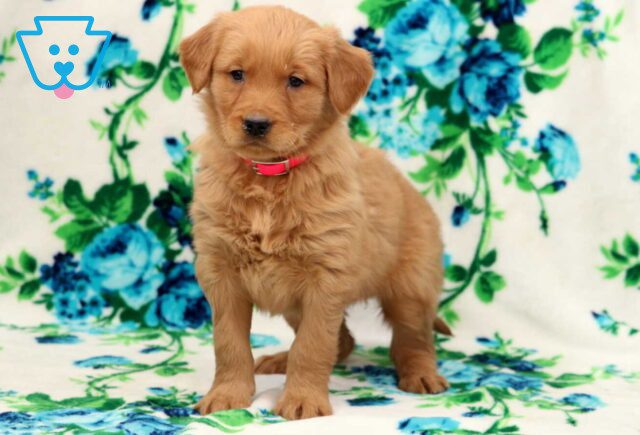 Bitsie Golden image