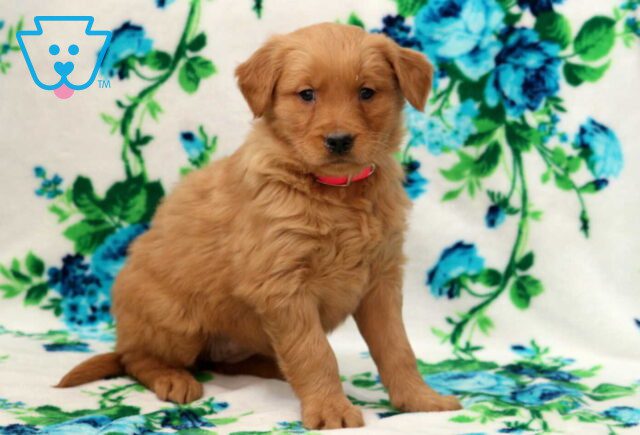 Bitsie Golden2 image
