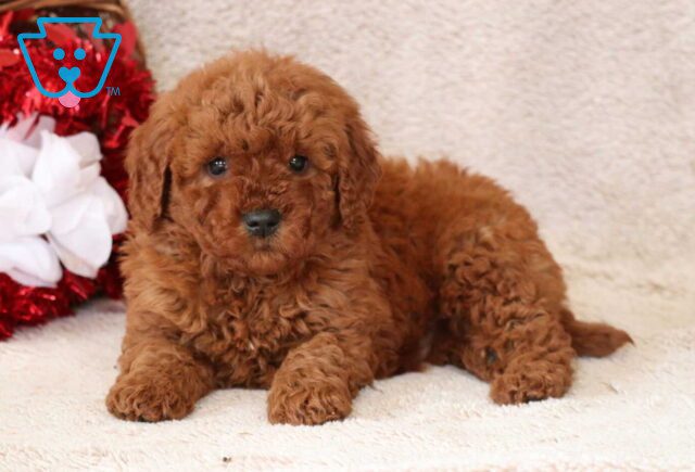 Boris Mini Goldendoodle image