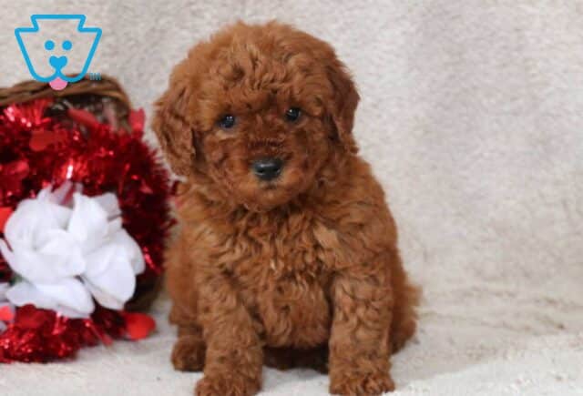 Boris Mini Goldendoodle2 image