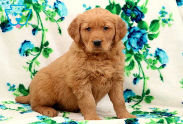 Boss Golden image
