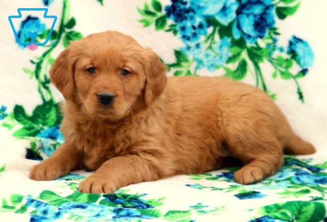 Boss Golden2 image