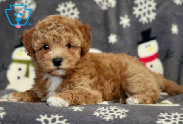 Brittany Bichpoo image