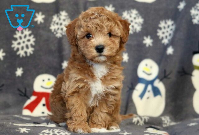 Brittany Bichpoo2 image