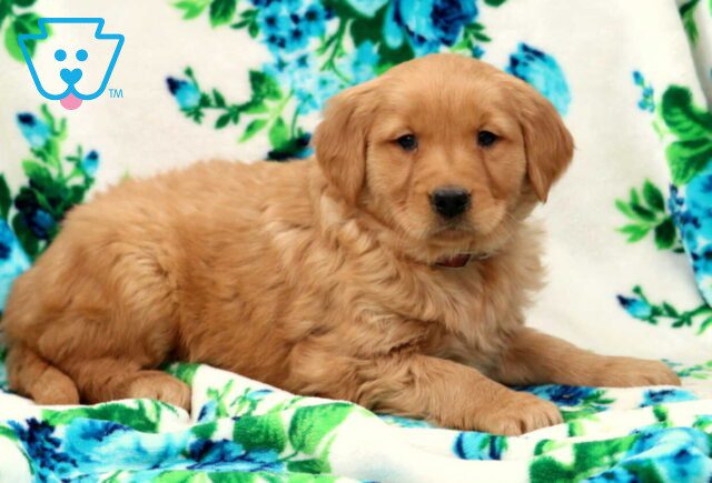 Broc Golden2 image