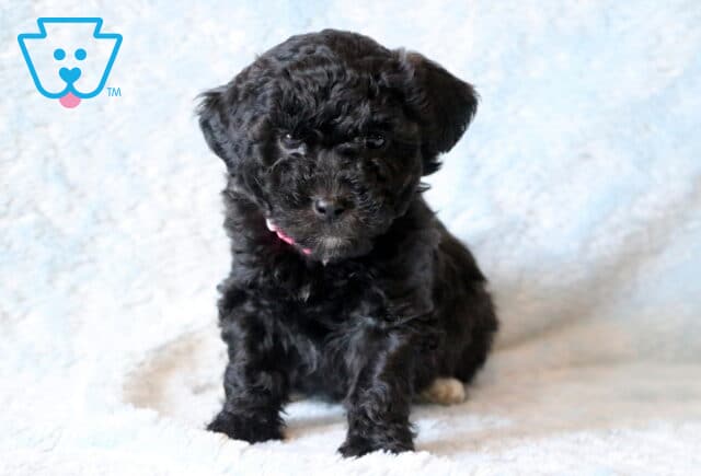 Brooks Maltipoo image