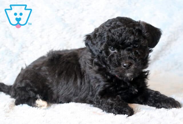 Brooks Maltipoo2 image