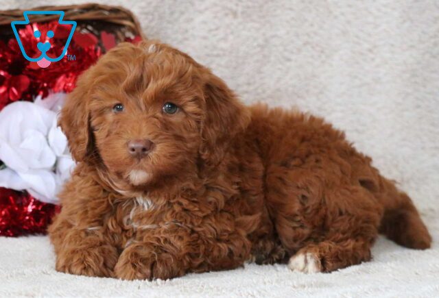 Buck Mini Goldendoodle image