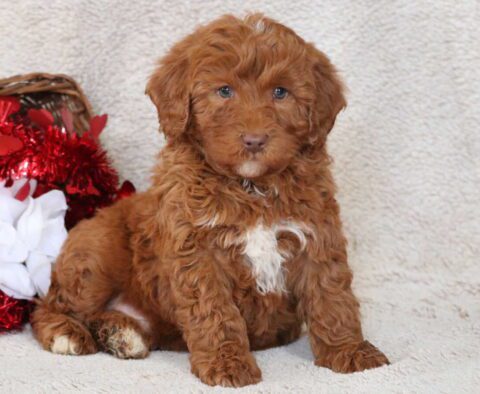 Buck Mini Goldendoodle2