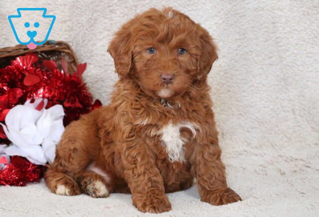 Buck Mini Goldendoodle2 image