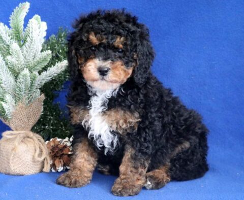 Bucky Mini Bernedoodle