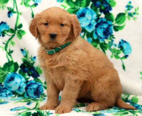 Buffy Golden