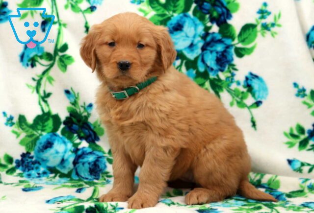 Buffy Golden image