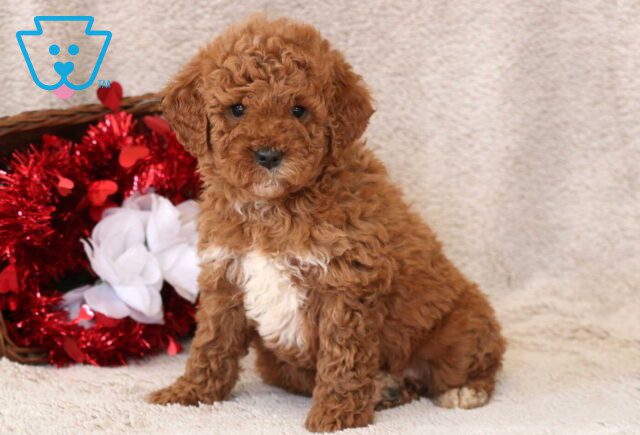 Bugsy Mini Goldendoodle image
