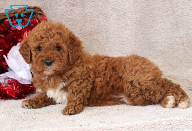 Bugsy Mini Goldendoodle2 image