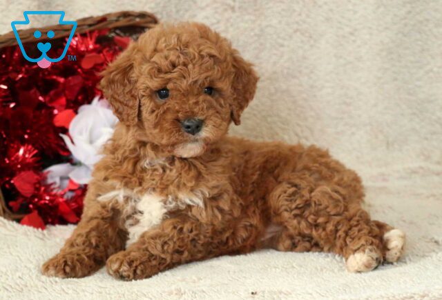 Bugsy Mini Goldendoodle3 image