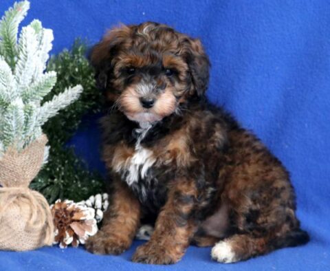 Burly Mini Bernedoodle