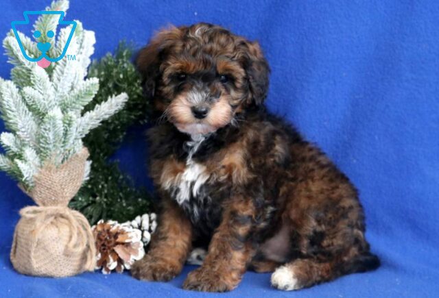 Burly Mini Bernedoodle image
