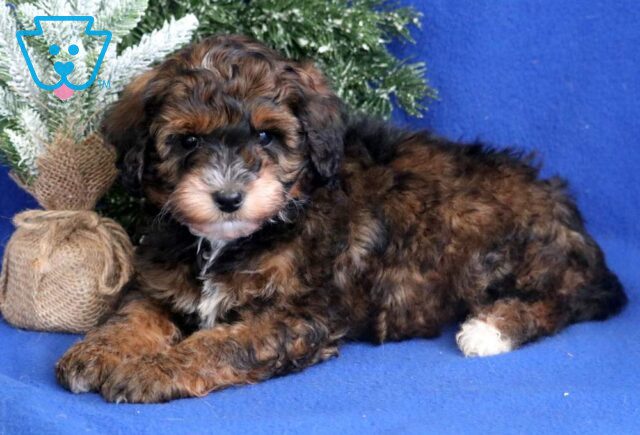 Burly Mini Bernedoodle2 image