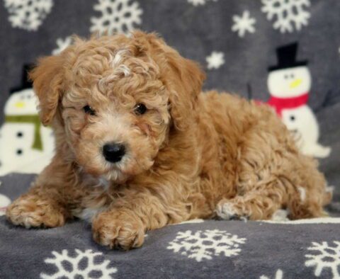Buster Bichpoo
