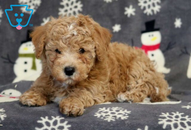 Buster Bichpoo image