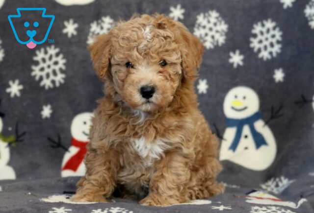 Buster Bichpoo2 image