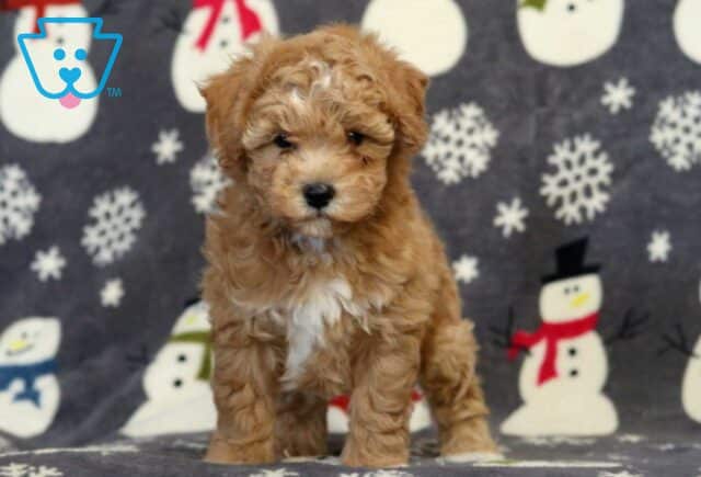 Buttercup Bichpoo image
