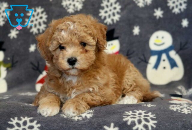 Buttercup Bichpoo2 image