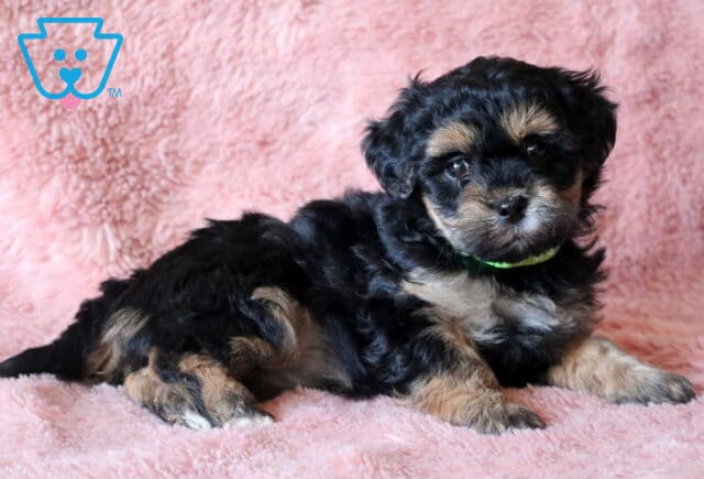 Buttercup Maltipoo image