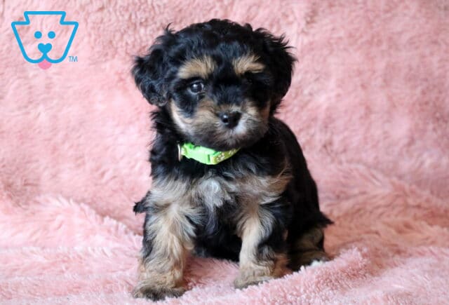 Buttercup Maltipoo2 image