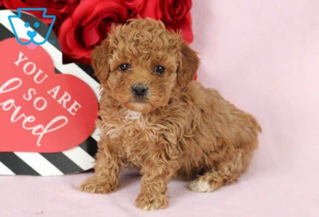 Buttercup Toy Poodle image