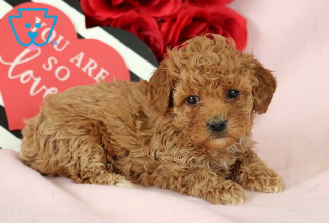 Buttercup Toy Poodle2 image