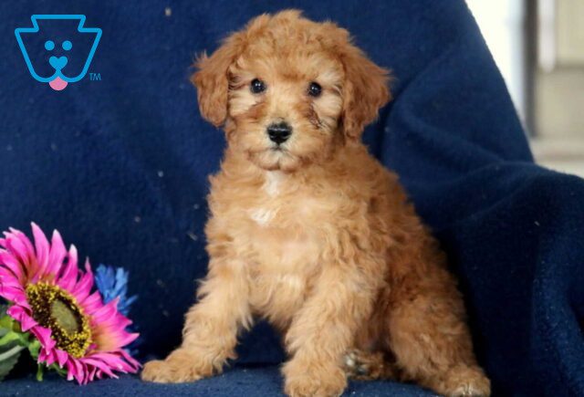 Butterfly Mini poodle image
